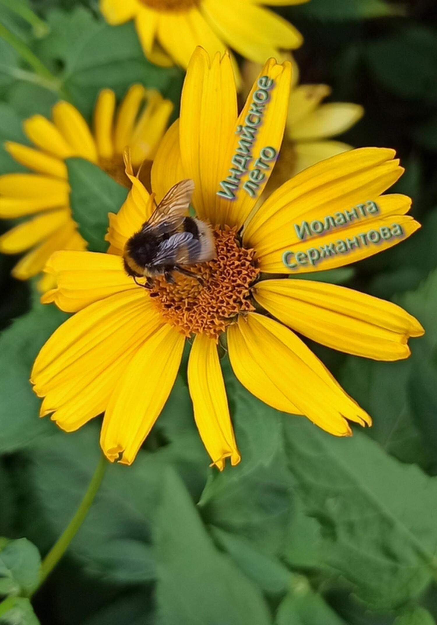 Индийское лето - Иоланта Ариковна Сержантова