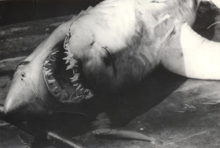 Камбузник и акула - Владимир Васильевич Коркош