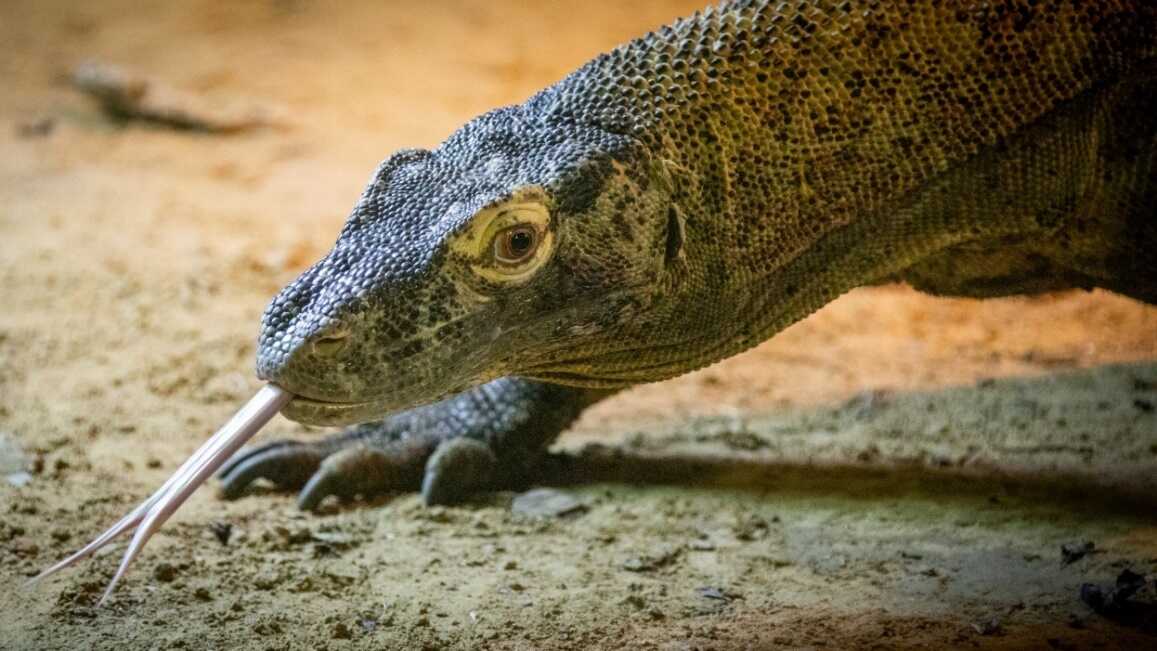 Зона безопасности - Мира Форст